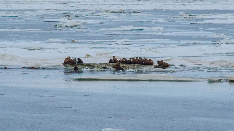 A large herd of walrus use floating ice to haul out after swimming in Arctic waters.