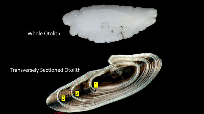 Kelly Walker is able to estimate the length of a fish by measuring the total length of a whole otolith. She can also estimate the age of a fish by transversely sectioning a whole otolith and counting the growth rings.