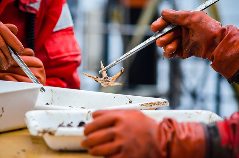 The trawl is important to determine what species of benthic invertebrates and fishes are in an area. The science team sorts through the organisms, mud, and rocks brought up by the trawl, finding different animals, like this sea star.