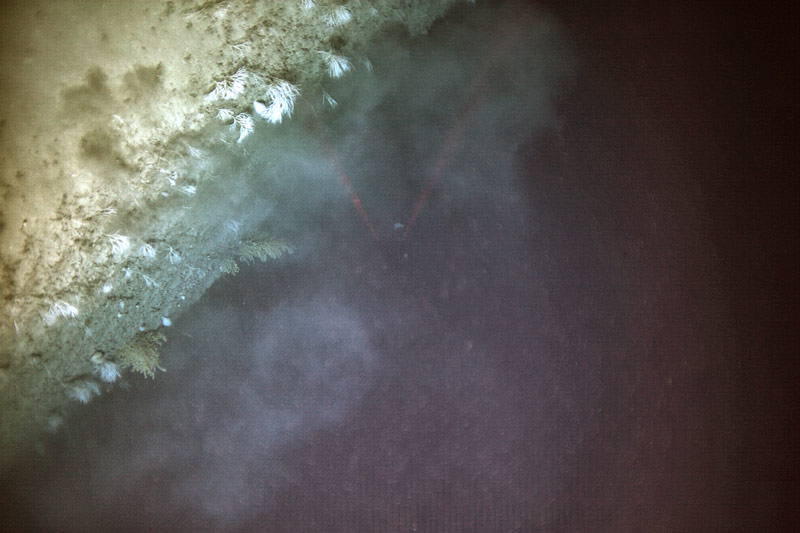 A diverse coral assemblage was observed along the steep wall of Hatteras Canyon.