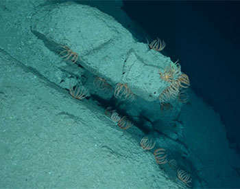 Expedition 4: Deep-sea Coral Survey Aboard the NOAA Ship Henry B. Bigelow