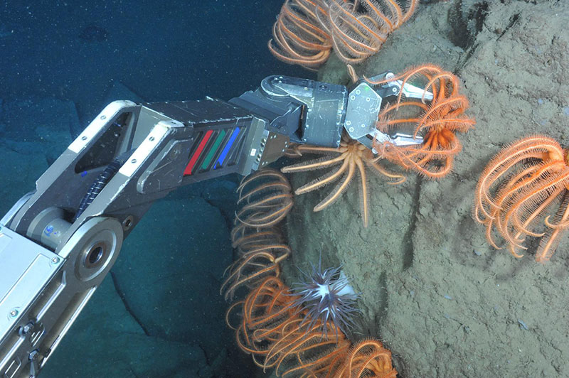 Imagery captured by ROPOS’ HD digital still and video cameras highlights spectacular colors subsea.