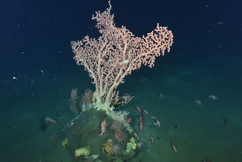 Large bubblegum coral Paragorgia arborea, along with Primnoa (orange, behind on left) and Anthothela (white, on right) corals on a rock in Corsair Canyon. Also Acadian redfish, longfin hake (black, on left side of rock), and Atlantic halibut (flatfish behind and to right of hake).