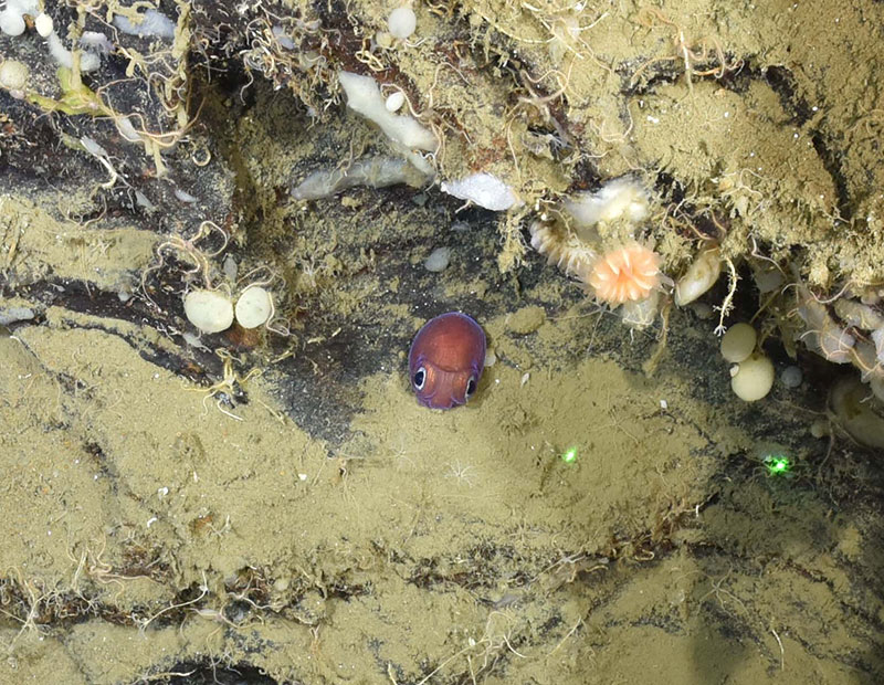 Close up of Rossia squid sitting on a ledge in Corsair Canyon, Canada. Note orange cup or stony coral just above it.