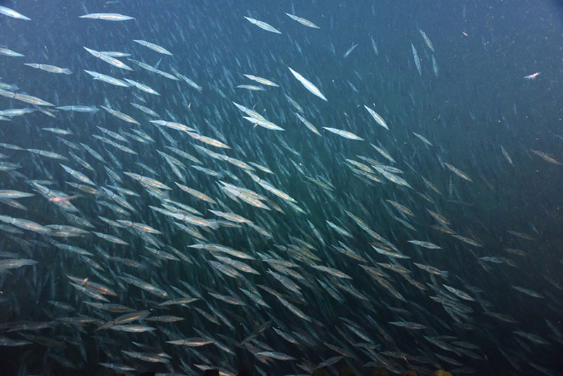 An enormous school of Illex squid surrounded the remotely operated vehicle during most of the dive in George’s Canyon, Canada.