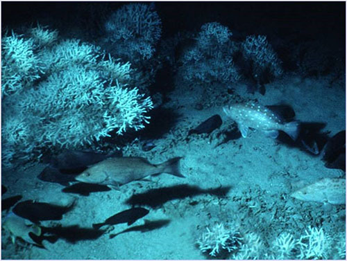 Scamp, snowy grouper, and other fish swimming amongst Oculina coral thickets.