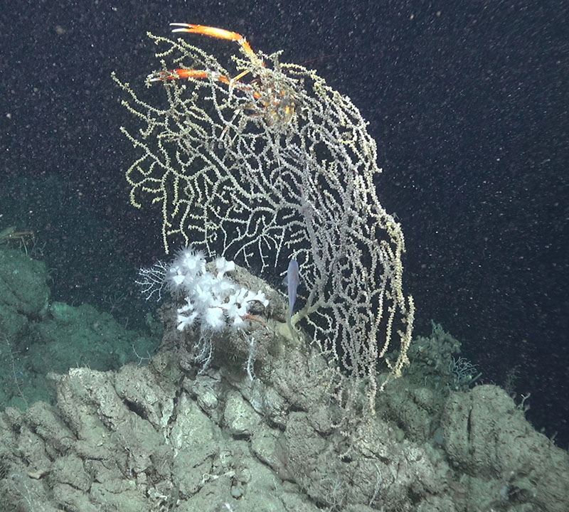 Corals Lophelia pertusa (white, center) and Paramuricea sp. (yellow, center-right) with associated fish Benthocometes sp. (center) and Eumunida picta (top) at 430 meters depth on Long Mound of the West Florida shelf.