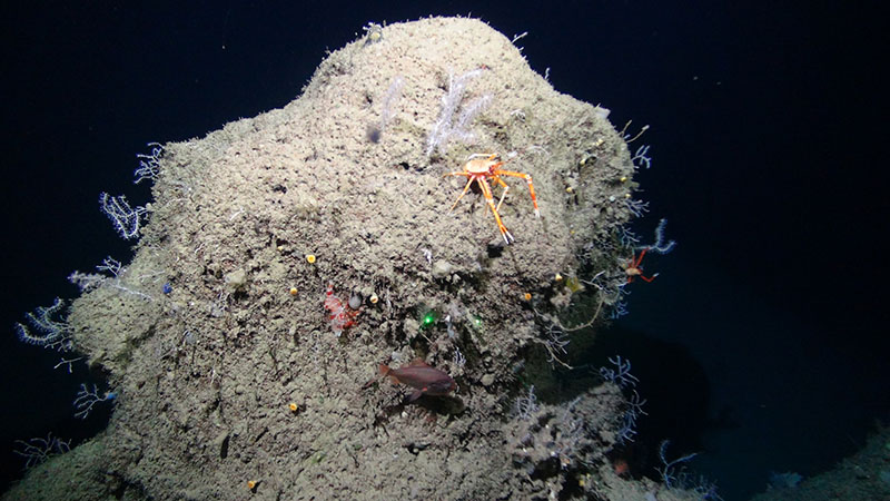 Squat lobsters and small octocorals as well as shrimp, cup corals, and Darwin’s slimehead fish seen on the ledge feature of Many Mounds.