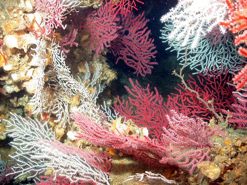 A deep-sea coral garden in Madison-Swanson Marine Reserve off the west coast of Florida, protected in 2000.