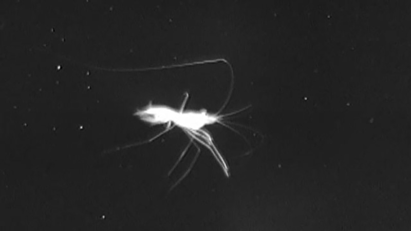 A slickhead (Alepocephalidae) tentatively identified as Bathytroctes macrolepis inspects the e-jelly. These fish are rarely caught in trawls.