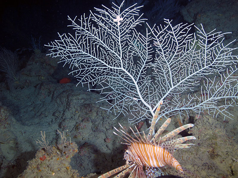 Invasive lionfish amid a Hypnogorgia octocoral garden, 83 m (272 ft) deep at Elvers Bank. Image courtesy of Santiago Herrera and Flower Garden Banks National Marine Sanctuary/University of North Carolina Wilmington’s Undersea Vehicles Program.