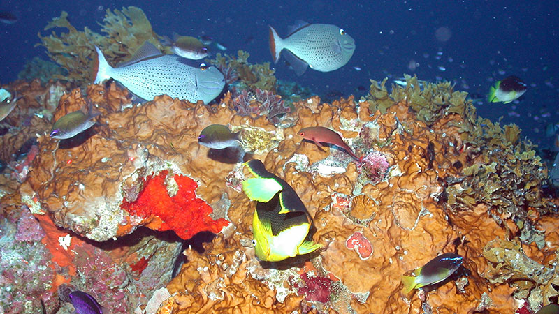 Figure 1. Mesophotic coral ecosystems can be found from 30–100+ m in the northwestern Gulf of Mexico. Pictured is Geyer Bank at ~32 m. Photo Credit: Flower Garden Banks National Marine Sanctuary (FGBNMS)/University of North Carolina at Wilmington, Undersea Vehicles Program (UNCW-UVP).