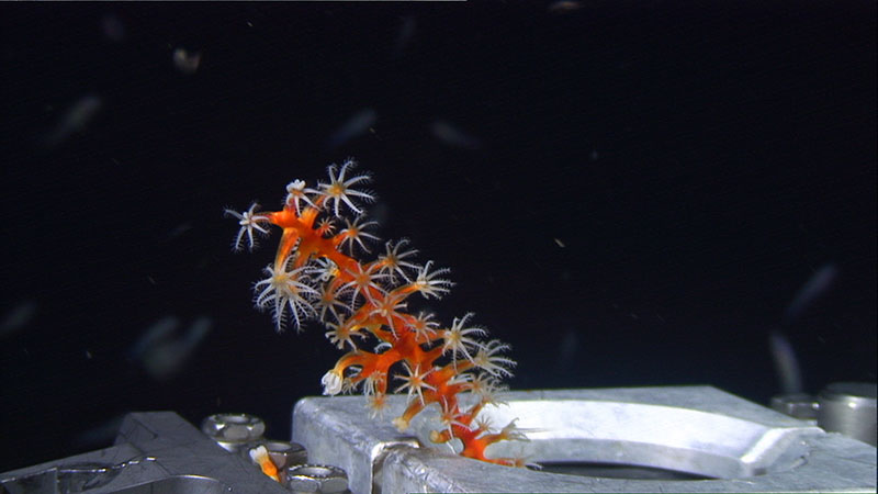 Figure 3. Scientists collecting the sea fan, Swiftia exserta, with a remotely operated vehicle. Image Credit: Santiago Herrera and Oceaneering International