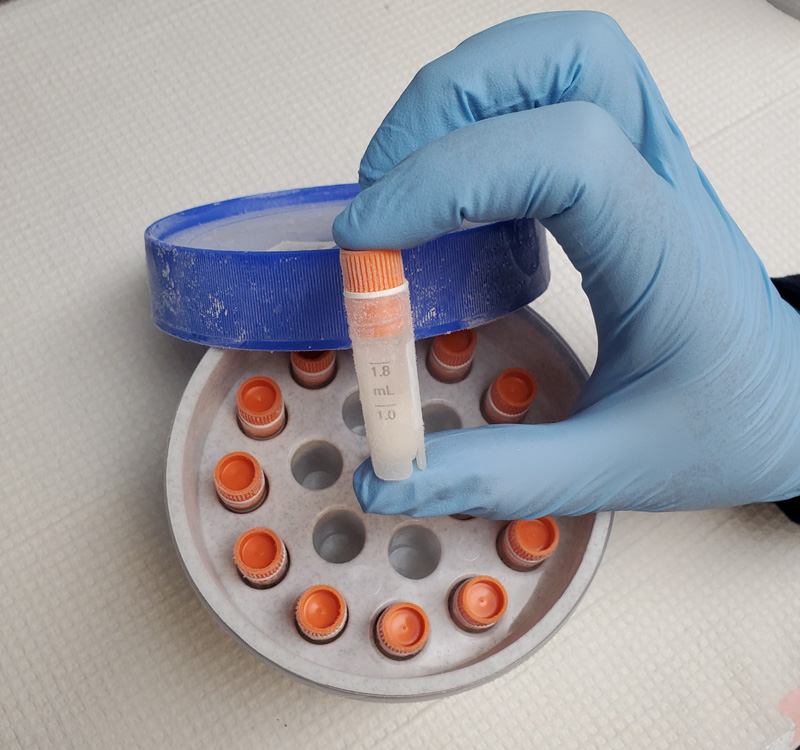 Sponge cells are transferred to cryogenic tubes, which are put into freezer containers containing isopropyl alcohol that slowly freeze the cells at a rate of 1°C (34°F) per minute until they reach -80°C (-112°F).