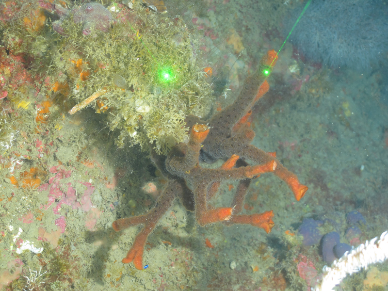 The bryozoan Schizoporella sp. was collected during the Blue Economy Biotechnology Potential of Deepwater Habitats expedition at a depth of 55 meters (180 feet) near 29 Fathom Bank.