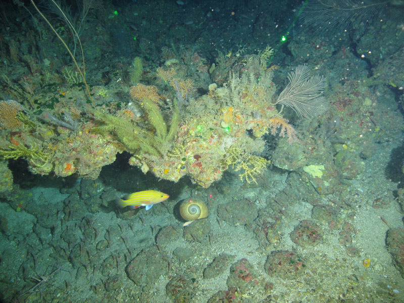 A large sea snail (gastropod) crawls beneath an overhanging rock covered in diverse animal life seen at Elvers Bank during an Exploring the Blue Economy Biotechnology Potential of Deepwater Habitats expedition dive.