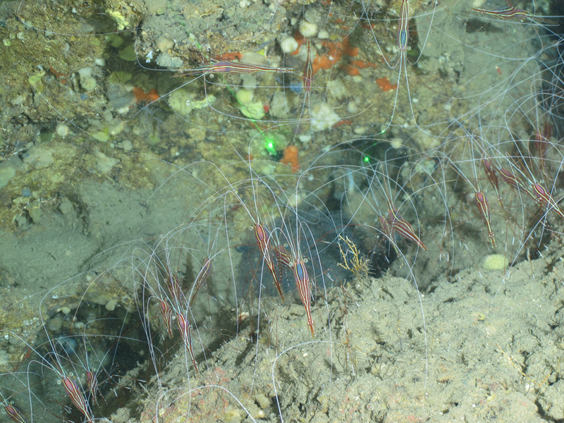 Seen during the Exploring the Blue Economy Biotechnology Potential of Deepwater Habitats expedition, aggregations of striped shrimp with long antennae made striking visual patterns at a depth of 140 meters (459 feet).
