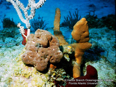 The marine sponge Discodermia dissoluta, seen here, contains many natural products with potential anti-cancer use that kill cells and lower inflammation.