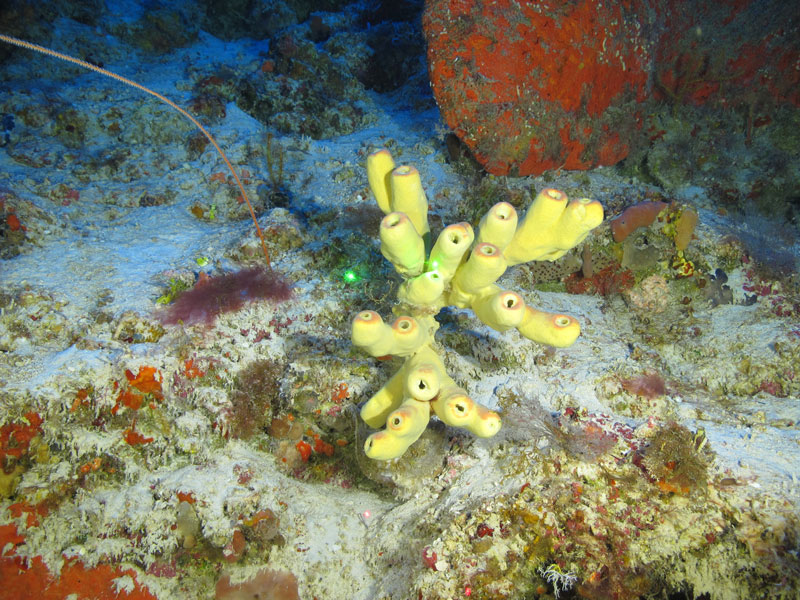 A possible new species of Aplysina sponge collected off western Puerto Rico at a depth of 84 meters (276 feet) during Exploration of Deepwater Habitats off Puerto Rico and the U.S. Virgin Islands for Biotechnology Potential.