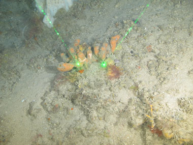 An orange sponge with tube "fingers" seen off northwestern Puerto Rico at a depth of 109 meters (358 feet) during Exploration of Deepwater Habitats off Puerto Rico and the U.S. Virgin Islands for Biotechnology Potential. A sample of this sponge was collected and the cells from a subsample were separated and frozen for storage in the Harbor Branch Oceanographic Institute’s sponge bank.