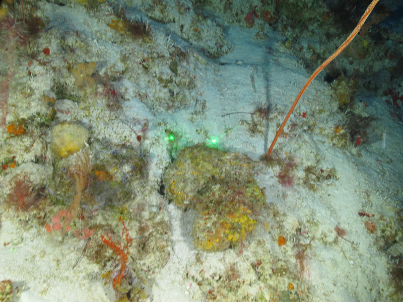 A Spongosorites siliquaria collected off western Puerto Rico at a depth of 84 meters (276 feet) during Exploration of Deepwater Habitats off Puerto Rico and the U.S. Virgin Islands for Biotechnology Potential. Spongosorites sponges are very rich in chemistry. Some contain topsentins, which are potent anti-inflammatory compounds; some have dragmacidin G, a broad-spectrum antibiotic; and others have dragmacidin D, which kills triple negative breast cancer cells when grown as small tumors. The research team is always excited when they see a Spongosorites.