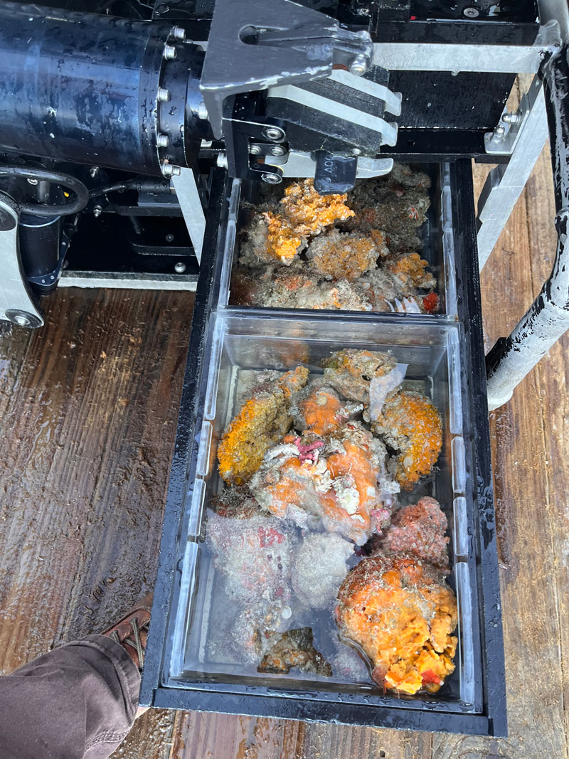 At the end of a dive during Exploration of Deepwater Habitats off Puerto Rico and the U.S. Virgin Islands for Biotechnology Potential, the bioboxes on the Mohawk remotely operated vehicle are full of samples to be tested for their biotechnology potential.