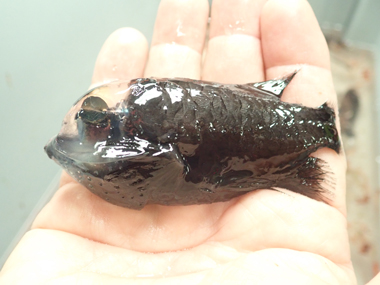 A barreleye fish (in the family Opisthoproctidae) collected with the Methot trawl during the Exploring Pelagic Biodiversity of the Gulf of Alaska and the Impact of Its Seamounts expedition. Many of the invertebrates collected with the Methot trawl were brightly colored, while the fish were mostly black.