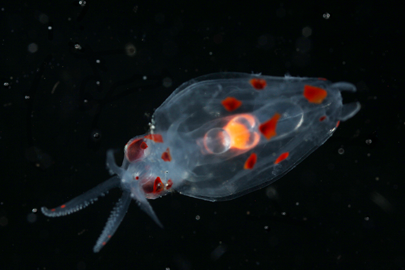 Juvenile Squid