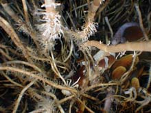 Tubeworms and soft corals