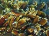 Mussel bed