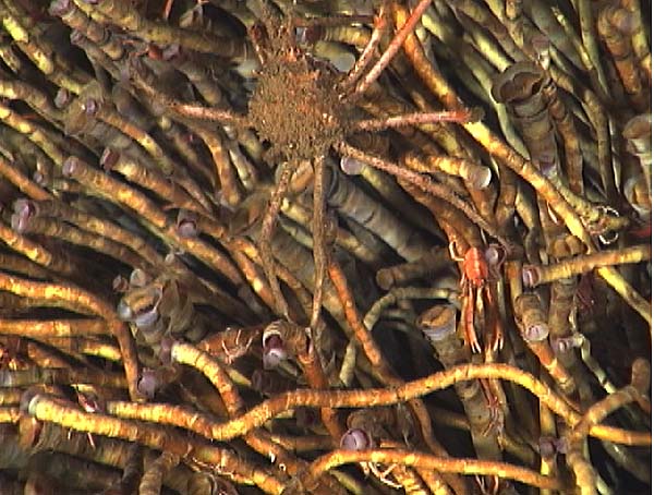 tubeworm colony close-up