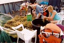 Sorting through sargassum