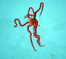 Brittle Star