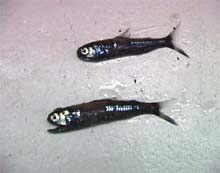 lanternfish