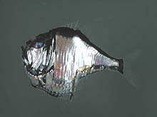 hatchetfish