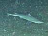 Cuban dogfish