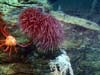Sedimentary bedding planes with anemone, a white gorgonian (coral), and a tanner crab