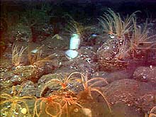 White sponge and reddish crinoids