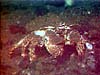 box crab