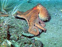 octopus