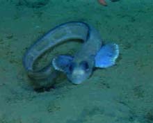 An unknown species of eelpout as it nestles in the soft sediments of Astoria Canyon