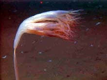 an octocoral invertebrate attached to substrate (bottom)