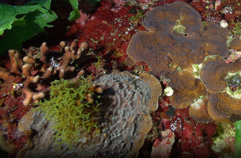 Mesophotic Coral Ecosystems