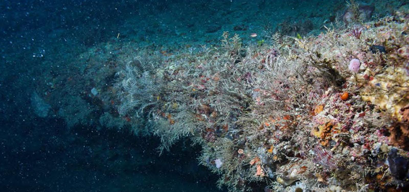 Marine organisms thrive around the rim of a blue hole, similar to the ones being studied for this project.