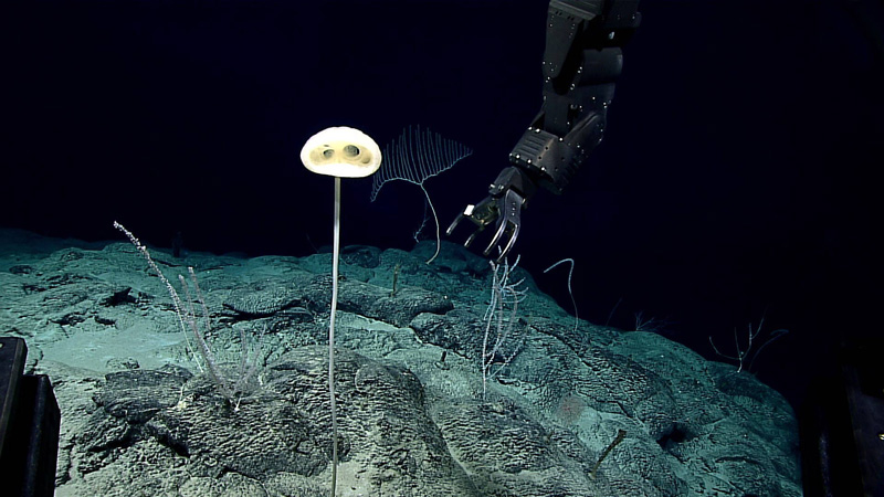 The glass sponge, Advhena magnifica, prior to being collected in 2016 at a depth of ~2,000 meters (6,560 feet).