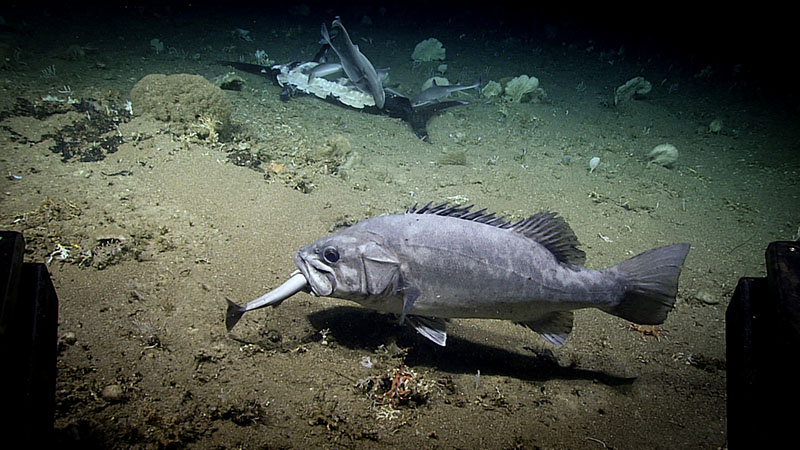 At least 11 dogfish sharks were observed feeding on this recently deceased Atlantic swordfish.This large wreckfish was seen consuming a small Genie’s dogfish – whole!