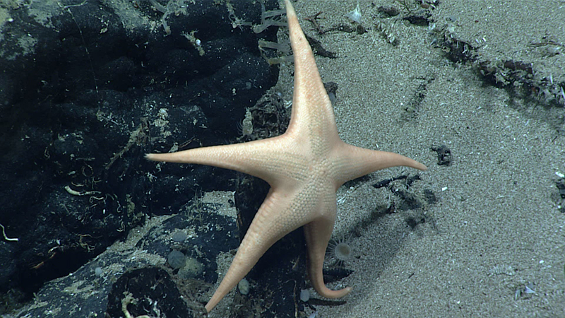 Rhianastra isoceles is a newly described genus and species named after scientist Rhian Waller. Its triangular arms inspired its genus name “isosceles.” This specimen was seen at a depth of 1,752 meters (5,748 feet) during Dive 4 of the 2021 North Atlantic Stepping Stones: New England and Corner Rise Seamounts expedition.