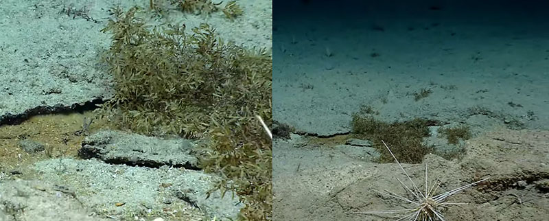 Sargassum seen on the seafloor near St. Croix during Dive 08 of the third Voyage to the Ridge 2022 expedition.