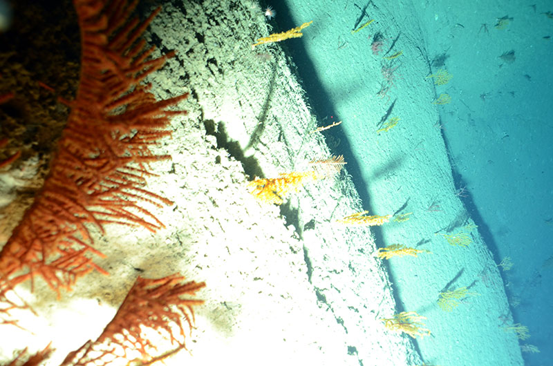 A close up of black coral (Bathypathes sp.), multiple yellow (Paramuricea sp.), and red (top right of image; Swiftia sp.) corals as TowCam came very close to this scarp at 1,679 meters in Gilbert Canyon. 