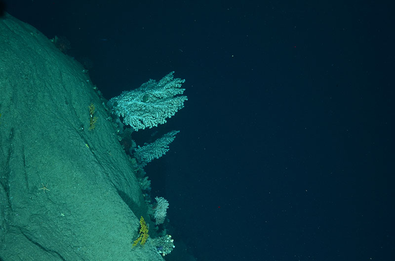 Large bubblegum corals (top center image) and smaller octocorals, yellow Paramuricea sp. observed at 1,221 meters in Gilbert Canyon.